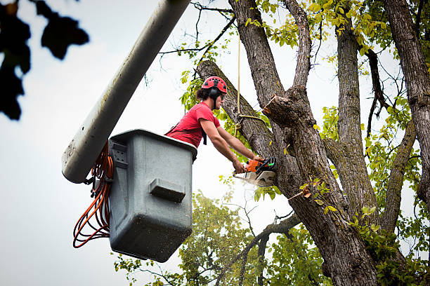 Best Tree Removal Services  in Chattahoochee, FL